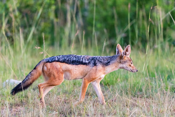 Fototapeta premium Black-backed Jackal walking
