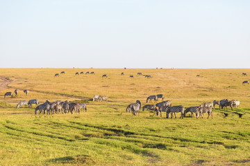 Fototapeta na wymiar Zebras on the savanna