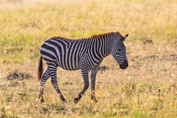 Zebra walk at the savanna