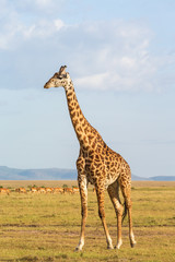 Giraffe walking on the savannah