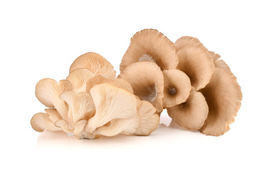 oyster mushroom isolated on white background