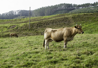 Cow in the field