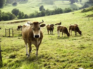 Naklejka na ściany i meble Cow in the field