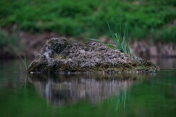 Spiegelung in der Flusslandschaft am Doubs