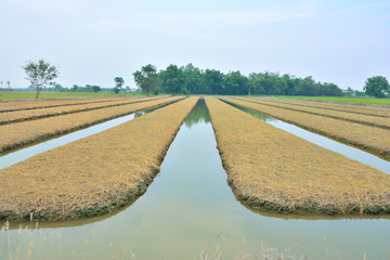 Texture of  field garden  groove at natural landscape.