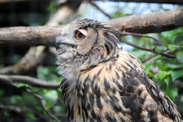 Hibou grand duc