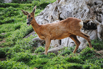 Biche