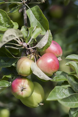 apple fruit  tree green food red garden fresh agriculture nature apples branch  leaf plant ripe berry