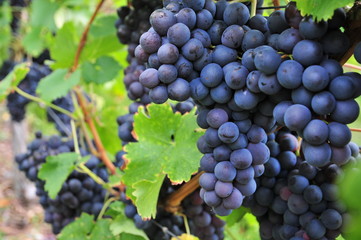 Rote Weintrauben an der Rebe 