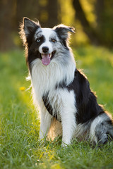 Border Collie im Abendlicht