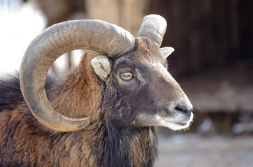 Fototapeta premium Bighorn Ram Portrait Closeup