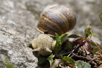Weinbergschnecke streckt ihre Fühler aus