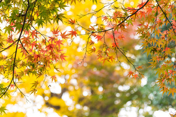 the beautiful autumn color of Japan maple .leaves on tree, yellow, orange and red discoloration in the park