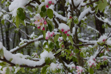 Apple tree in April, apple, tree, snow, apple blossoms, coldness