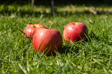 Apples in grass