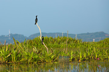 Fototapeta premium cormorant sitting on branch over the lake