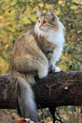 Naklejka na ściany i meble Norwegian forest cat female