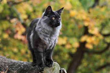 Norwegian forest cat youngster on a log