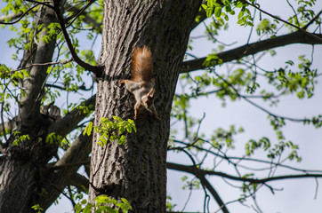 Squirrel on a tree trunk