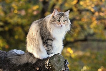 Naklejka na ściany i meble Norwegian forest cat female in a forest