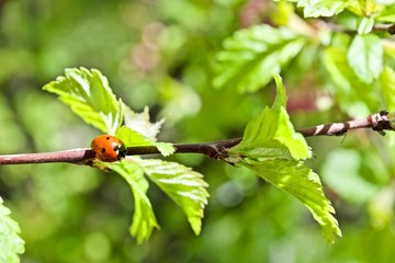 Little ladybug on the tree with green leaves 