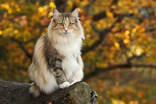 Norwegian forest cat sits in a forest