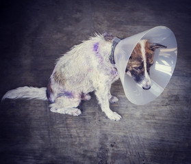  dog is wearing a funnel collar