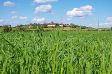 Fototapeta na wymiar Gras mit Dorf im Hintergrund
