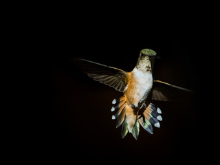 hummingbird