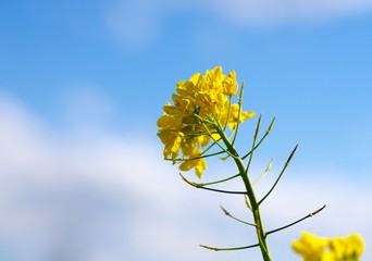 Rapsbl&uuml;te mit blauem Himmel