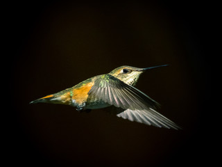 hummingbird