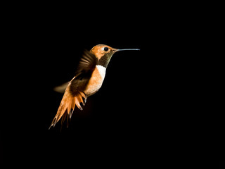 hummingbird