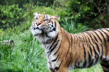 Fototapeta na wymiar Sumatra Tiger, profile view