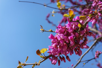Closed up of pink Judas, Judasbaum (Cercis siliquastrum) flowers sprouts in daylight blue sky.