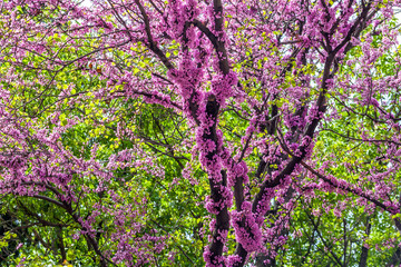 Blooming tree with pink flowers