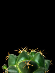 Close Up Coryphantha Elephantidens Cactus Plant Isolated on Black Background