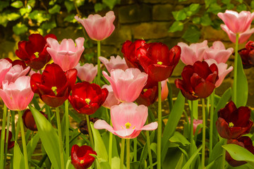 the blossoming of tulips in a park / an expanse of coloured tulips illuminated by the sun