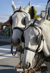 Obraz premium Two white horses