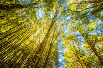 Rain forest near Thunder Creek Falls is located in Mt Aspiring National Park, along HAAST Highway in south island of New Zealand