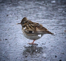 Crested lark (Galerida cristata)