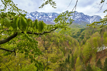 Alpine landscape in the spring