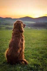 Irish Setter beim Sonnenuntergang
