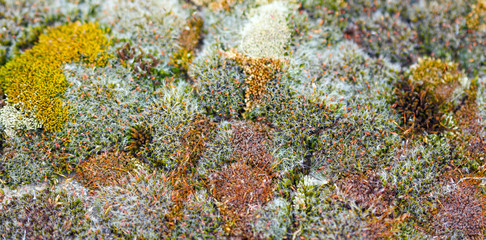 Fototapeta na wymiar colorful moss grown up