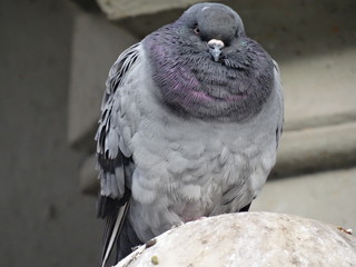 freezy dove