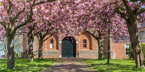 Panorama of cherry blossom in front of the old church in Ten Boer