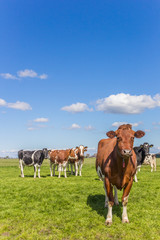 Fototapeta na wymiar Red Holstein cow in the dutch landscape