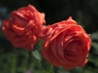flower rose