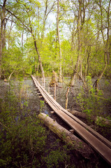 Obraz premium Letea forest, Tulcea county, Romania. Flooded trees in Danube Delta. There are a bridge over the water.