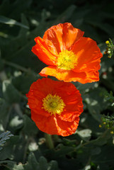 Pavots orange au printemps au jardin