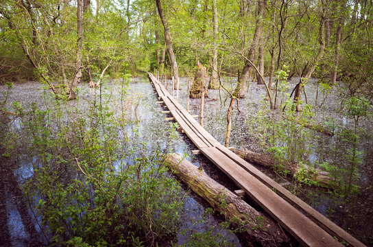 Letea forest, Tulcea county, Romania. Flooded trees in Danube Delta. There are a bridge over the water.